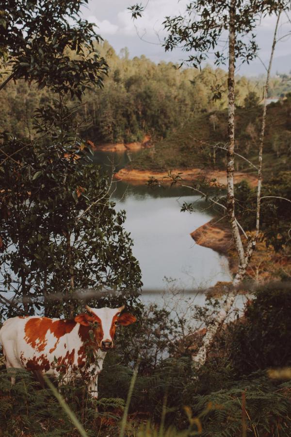 Cabanas Refugio Himalaya Guatape Ngoại thất bức ảnh